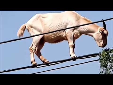 One in A Billion Animal Moments | Wild & Funny Animal Compilation