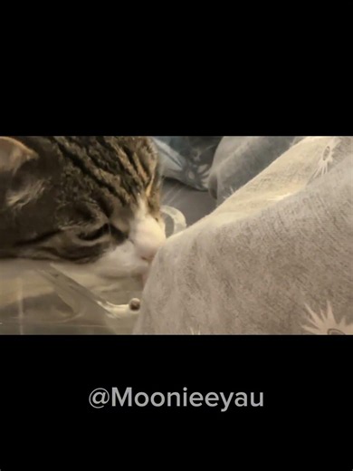 My #Cat :)