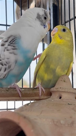 Day-225 Banku Bhaiya song + meri budgies = FULL COMEDY 😂🐦 #BankuBhaiya #TrendingSong #FunnyShorts