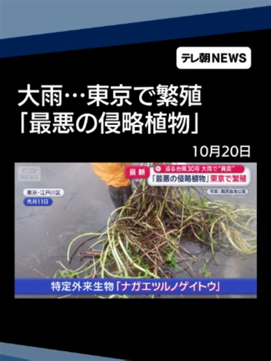 「地球上最悪の侵略的植物」大雨の影響も…東京で繁殖 #テレ朝NEWS #tiktokでニュース | 台風