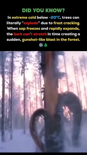 Trees Exploding in Extreme Cold?! 🌲❄️ Frost Cracking Explained | Amazing Winter Science #shorts