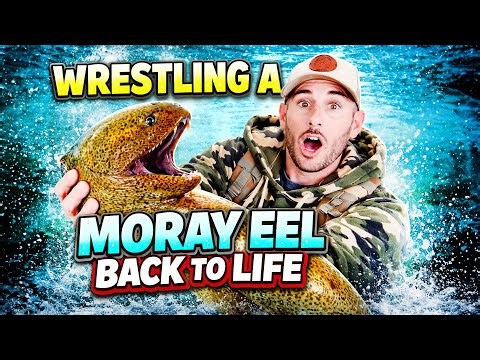 Wrestling a Moray Eel Back to Life