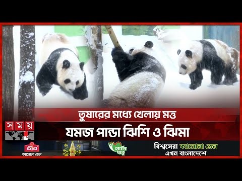 তুষারে আনন্দের সাথে খেলা করছে যমজ পান্ডা | Twin Pandas | China News | Somoy TV