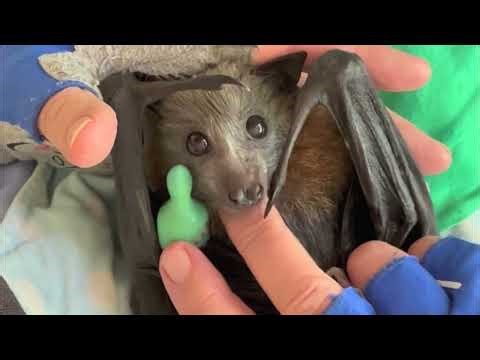 Daily life raising baby batties: Maggie with His Bagel-ness