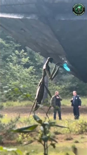 they Protecting😱💀😱 #aliens #ufosighting #unitedstatesofamerica #ufos #aliensighting