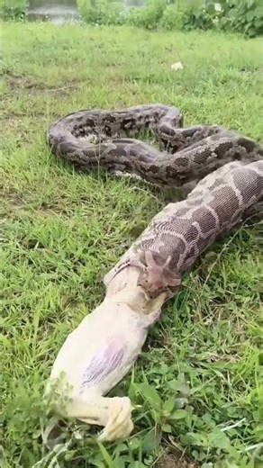 Python regurgitating its meal.
