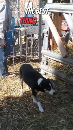 This Dog's Chicken Herding Skills Are INSANE #shorts #viral #trending