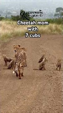 🐾✨ A sighting of a lifetime!✨🐾Cheetah mom with 7 adorable cubs!