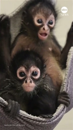 Nashville Zoo welcomes baby monkeys rescued from illegal pet trade