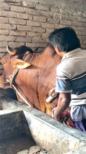 Gigantic Sahiwal bull gets cleaned up by Borhan Bhai before heading out 🐂✨