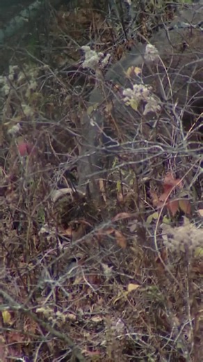 Whitetail Deer Rut Chase: Big Buck Whitetail Highlights