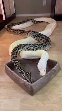 LOVE Is In The Air For My Pythons! ❤️🐍