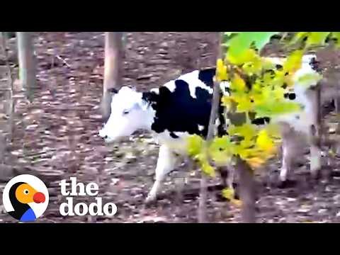 Pregnant Cow Escapes Factory Farm to Give Birth In The Woods  | The Dodo
