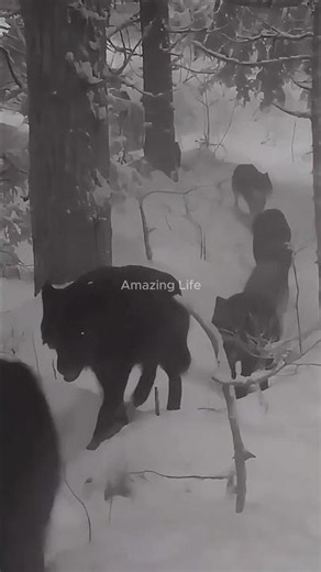 A pack of wolves. How they look back and wait for each other.