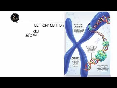 Cell Division in Minutes! IGCSE Science