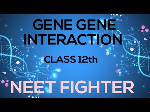 👉 Pleiotropy (Pleiotropic Gene) | One Gene – Multiple Effects | Class 12 & NEET