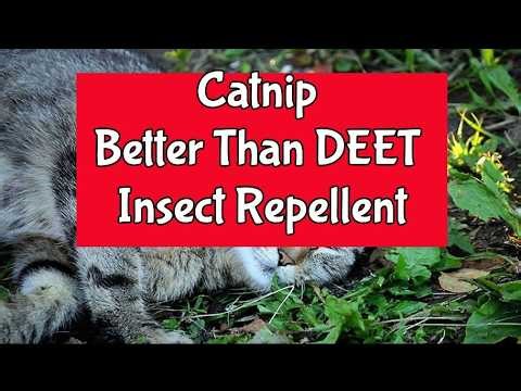 Catnip Better Than DEET Insect Repellent