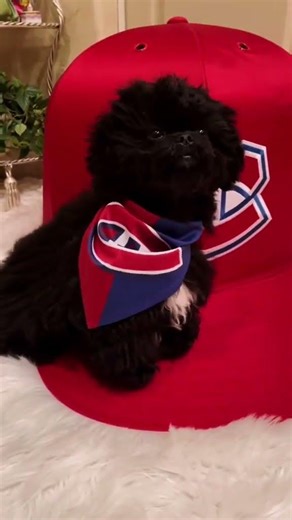 #PepsiApplePieChallenge #goggabsgo #peekapoo #fyp... #Shorts #mynameishabs