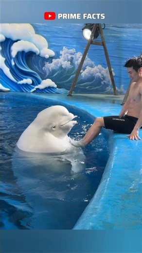 Why Beluga Whales Get Too Close to Boats 🐋