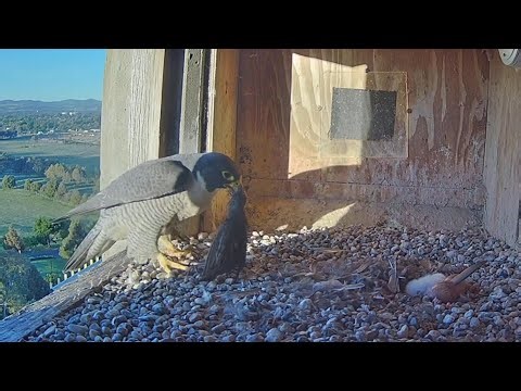 Diamond stash prey in box corner | FalconCam Project | Nov 6, 2025