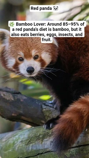 Red Panda Facts 🐼|#Amazing Wildlife Facts#Cute Animal Facts #YouTube Shorts