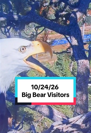 Big Bear Bald Eagle Visitors 10/24/26 – Nestcam Highlights