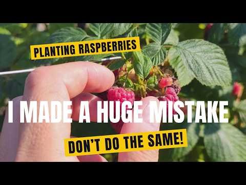 I stunted my raspberry plant growth for years! What I learned about planting raspberries.