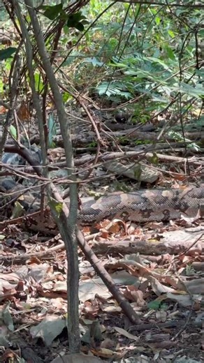 The BIGGEST python I’ve seen!