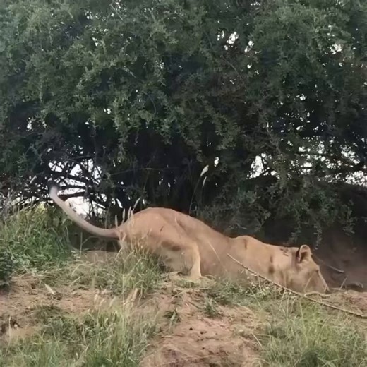 In Tarangire National Park, we watched a powerful lion skillfully hunt and catch a warthog a real example of nature's strength and survival.
