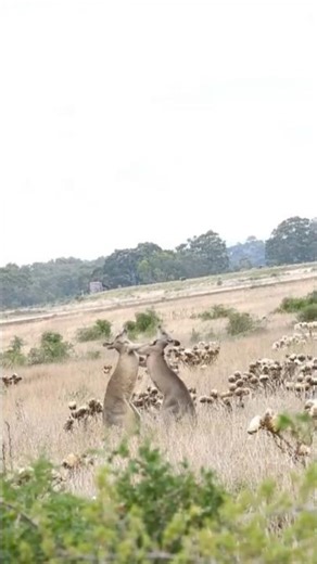 Full fight kangaroo shot video clip #trending #foryou