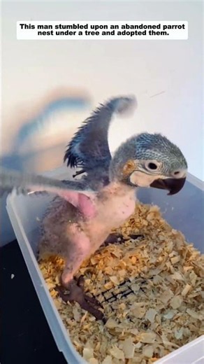 This man stumbled upon an abandoned parrot nest under a tree and adopted them.
