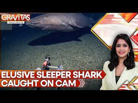 Rare Phantom Jellyfish Spotted in Antarctic Deep Sea Waters | Gravitas