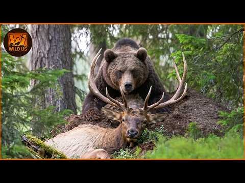 Deadliest Grizzly Bear Attacks Caught on Camera | Wild Animals