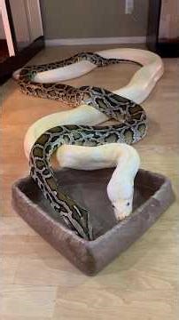 I Think My HUGE Burmese Pythons Are In Love! ❤️🐍 #burmesepythons #reptiles #shorts