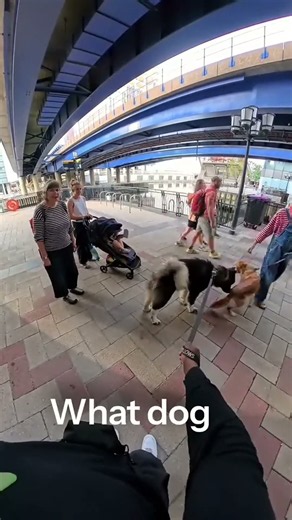 Would you stop to say hello ? Comment TITAN for the free big dog plan #akita #americanakita #bigdogs