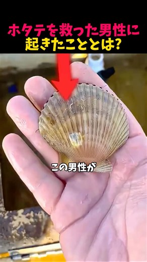 男性が救ったホタテとの感動な物語
