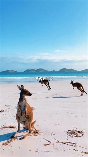 どうして、一生に一度はオーストラリアに行くべきなんだろう？🇦🇺✨#絶景 #ご褒美旅行 #観光 #オーストラリア旅行 #gw旅行