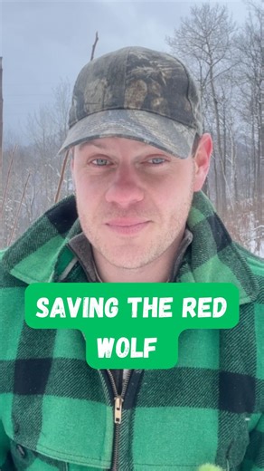 When biologists talk about the relative success of the 1995-1996 gray wolf reintroductions to Yellowstone, most will mention that the gray wolf reintroduction was informed by lessons learned from an earlier reintroduction — of the American red wolf, Canis rufus. The story of red wolf recovery begins with the Endangered Species Act (ESA) of 1973. The red wolf was officially sanctioned by the ESA in 1975 (see my “American Red Wolf” video for more context). By 1975, USFWS biologists decided that th
