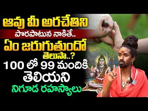 Do you know what happens if a cow licks your palm @srisrisriadithyaparasriswamy Dharma Sande