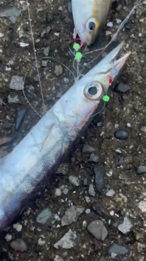 今日は田辺芳養（はや）堤防にカマス釣りに行きましたが、何度投げてもサビキジグにはヒットせず。置き竿でサビキ釣りをしていると釣れましたが、お祭り状態で仕掛けが使えなくなりました。