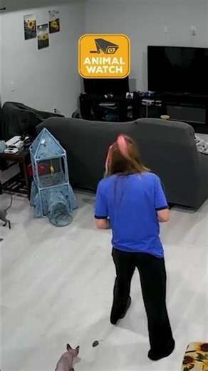 🤣 Animals That Are Defying Gravity | Animal Watch