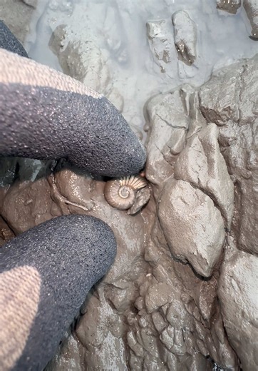 We found this beautiful, iridescent Ammonite fossil stuck in some soft clay whilst on a beach walk! It’s a Cretaceous age Cephalopod fossil roughly 100 million years old! 🌅 Thanks for supporting our page! 🦕⚒️ Yorkshire Fossils operates in full compliance with UK fossil collecting regulations.🦖🦑📍 We encourage everyone to research protected areas before collecting, as regulations may vary by location 😊🐊🔨 #Fossil #Ammonite #Dinosaur #Beach #fyp