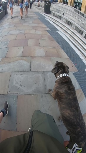 Cane Corso cuddle or belly rub? How to safely approach and pet a Cane Corso
