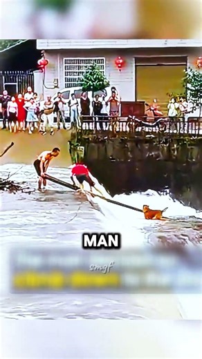 Brave Man Jumps Into Dangerous Waters to Save Scared Dog #rescue #heartwarming #viral #usa