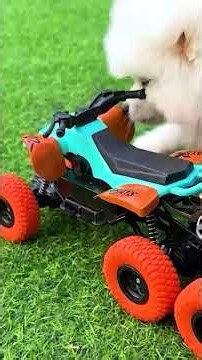 Funny monkey videos #funny #fun #monkeyfunny #funnyvideos #babyfunny