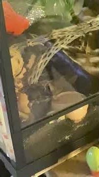 Finally caught them feeding on camera. Smedley eating. Firewater leopard gecko gets roach 4/20/26