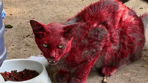 Refugio de animales busca rescatar a un gato rojo que deambula por una ciudad de Texas
