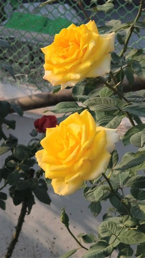 yellow rose , flower , terrace gardening #rose #flowers #plants