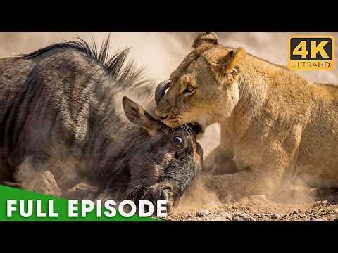 Instinct vs Predator: The Ultimate Survival Tactics in Africa | Nature Animal Documentary