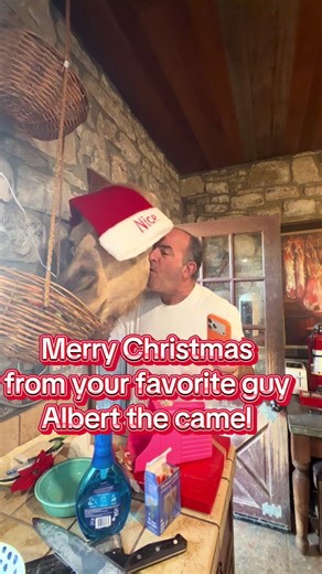 A lot of you asked if Albert was getting dressed up for Christmas, so this morning we gave it a try. Albert showed up for his usual routine and was genuinely surprised to find us tossing festive things in his direction and aiming for his head. He did not fully understand the assignment, but to his credit, he tried to cooperate far more than we expected. There was apple eating from the basket, hanging patiently by the door, and several sincere attempts at a Christmas hat. The problem, as it turns